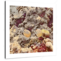 Reef Fish IV 12 X 12" (30.5 X 30.5cm) Canvas Print