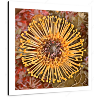 Bloom VI 12 X 12" (30.5 X 30.5cm) Canvas Print