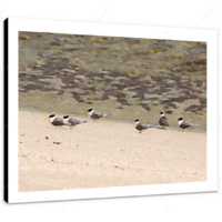 Lapwings II 16 x 12" (40.5 X 30.5cm) Canvas Print