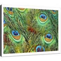 Peacock Feathers 16 x 12" (40.5 X 30.5cm) Canvas Print