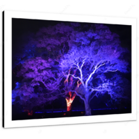 Vivid Jacaranda 16 x 12" (40.5 X 30.5cm) Canvas Print