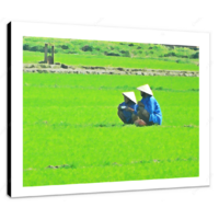 Rice Paddy 16 x 12" (40.5 X 30.5cm) Canvas Print