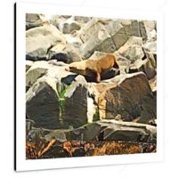 Rottnest Seal 12 X 12" (30.5 X 30.5cm) Canvas Print