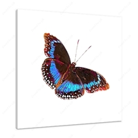 Blue Banded Butterfly