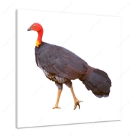 Bush Turkey 12 X 12" (30.5 X 30.5cm) Canvas Print