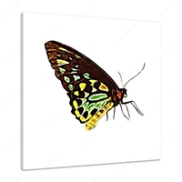 Cairns Birdwing Butterfly 12 X 12" (30.5 X 30.5cm) Canvas Print