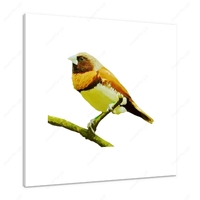 Chestnut Breasted Finch 12 X 12" (30.5 X 30.5cm) Canvas Print