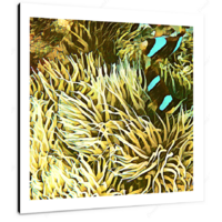 Clown Fish & Anemone 12 X 12" (30.5 X 30.5cm) Canvas Print