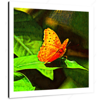 Cruiser Butterfly 12 X 12" (30.5 X 30.5cm) Canvas Print