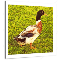 Male Mallard 12 X 12" (30.5 X 30.5cm) Canvas Print