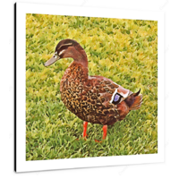 Female Mallard 12 X 12" (30.5 X 30.5cm) Canvas Print