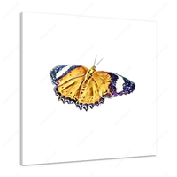 Orange Lacewing Butterfly