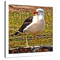 Pacific Gull 12 X 12" (30.5 X 30.5cm) Canvas Print