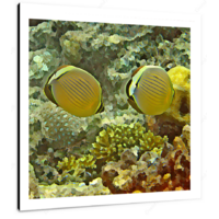 Reef Fish I 12 X 12" (30.5 X 30.5cm) Canvas Print