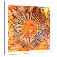 Bloom IV 12 X 12" (30.5 X 30.5cm) Canvas Print