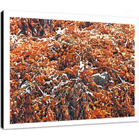 Kelp I 16 x 12" (40.5 X 30.5cm) Canvas Print