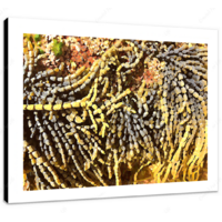 Kelp II 16 x 12" (40.5 X 30.5cm) Canvas Print