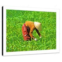 Paddy Worker 12 X 12" (30.5 X 30.5cm) Canvas Print